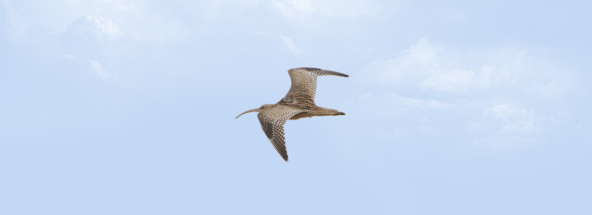 杭州粵海科技有限公司_鳥(niǎo)類(lèi)追蹤器_鳥(niǎo)類(lèi)跟蹤器