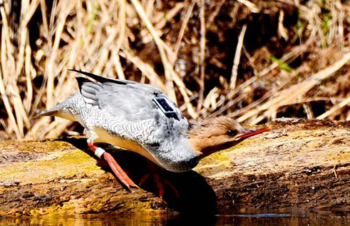 Scaly-sidedMerganser